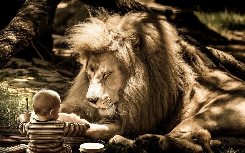 Lion et enfant